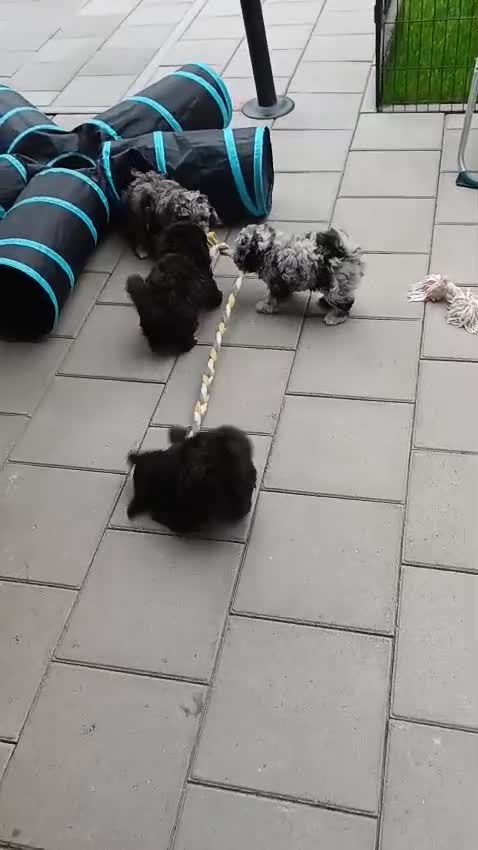 Kruising honden te koop: Prachtige dwerg/toy poedel puppys - Video 3