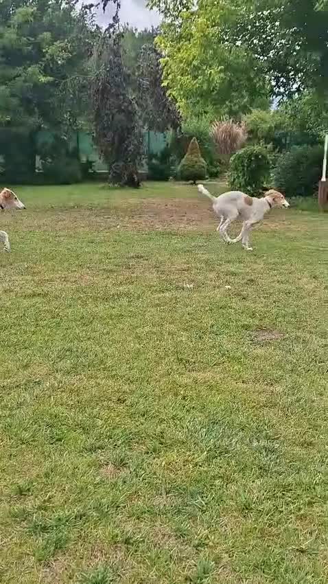 Barsoi honden te koop: AZALIA, Borzoi-teef uit FCI-kennel zoekt thuis - Video 1