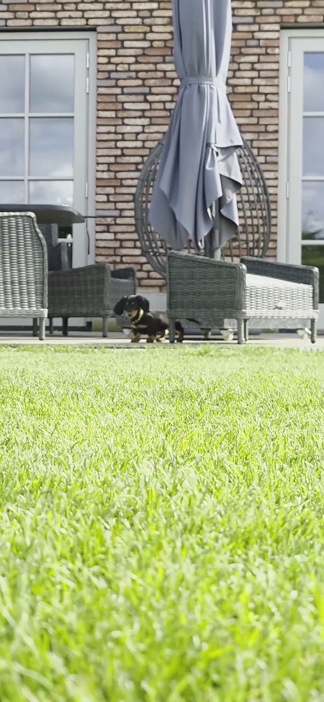 Teckel (langhaar) honden te koop: Prachtige Stamboom Dwergteckelpups langhaar - Video 2