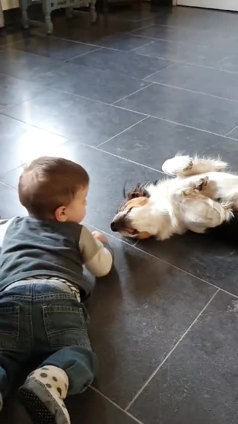Kooikerhondje honden te koop: kooikerpups verwacht in Udenhout - Video 1
