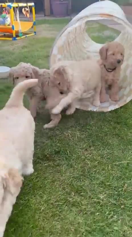 Goldendoodle honden te koop: Knappe Goldendoodles Pups  - Video 1