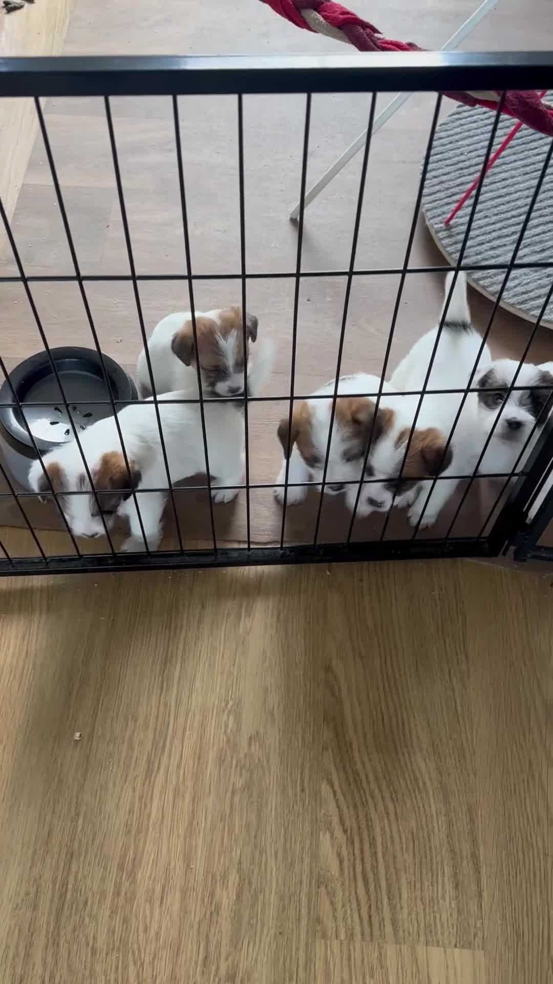 Jack Russel Terriër honden te koop: jackrussell ruwharig  in Odiliapeel - Video 1