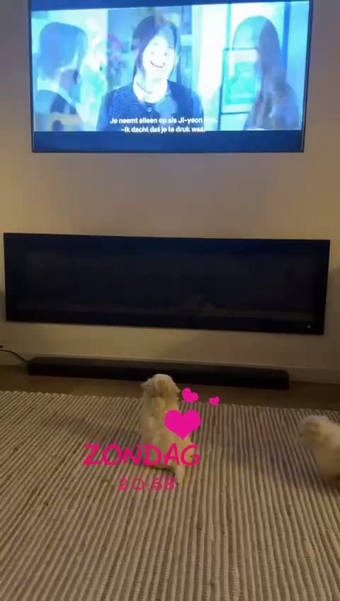 Maltezer honden te koop: Mini Maltezer  - Video 1