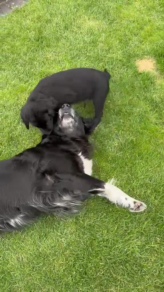 Kruising honden te koop: Lieve reu Golden Retriever / Friese Stabij - Video 1