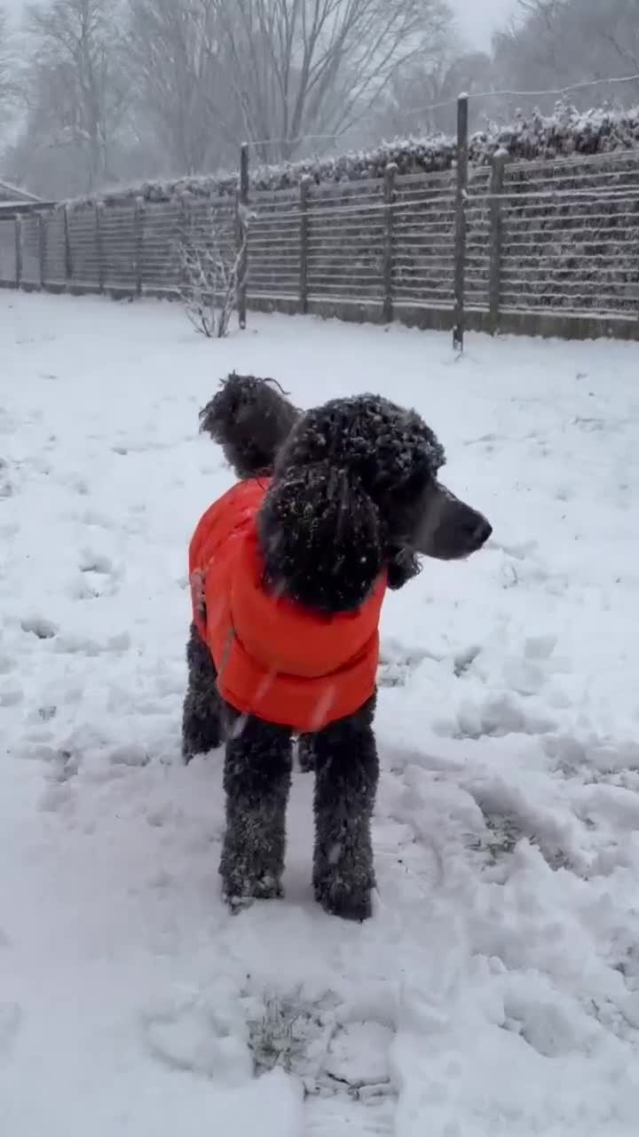 Labradoodle honden te koop: Verwacht labradoodle puppys - Video 1