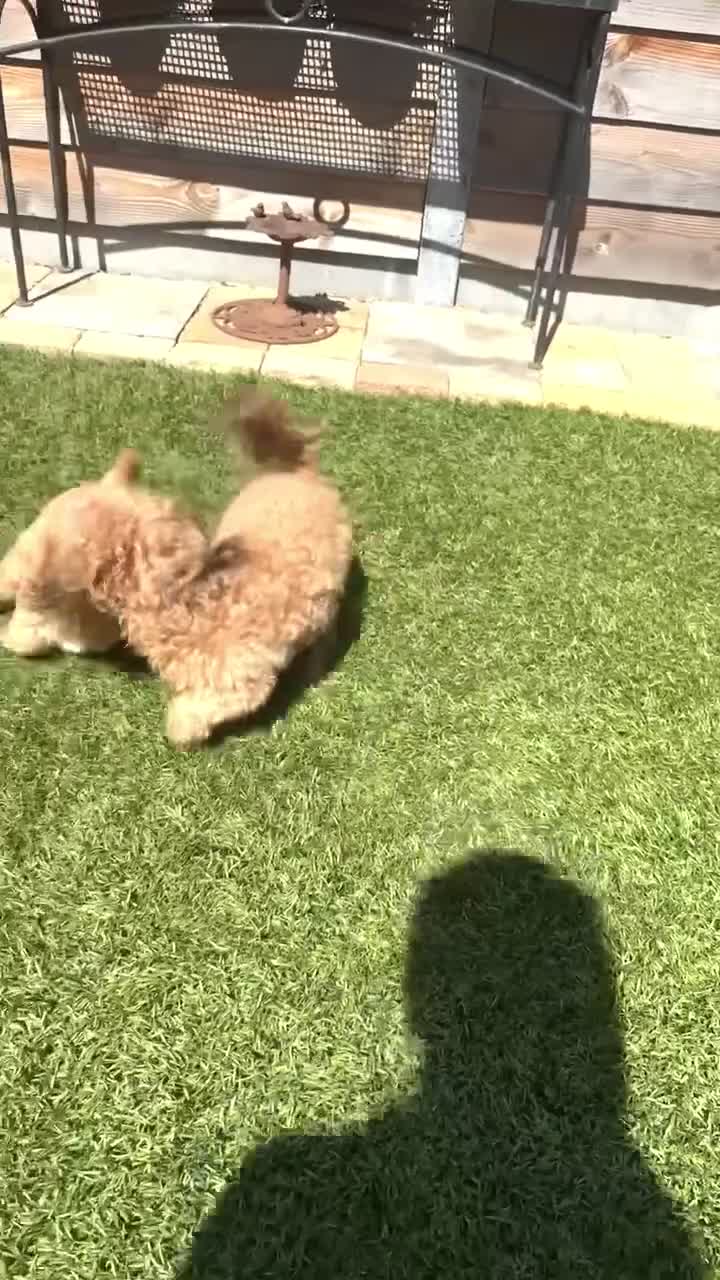 Maltipoo honden te koop: Maltipoo pup  - Video 4