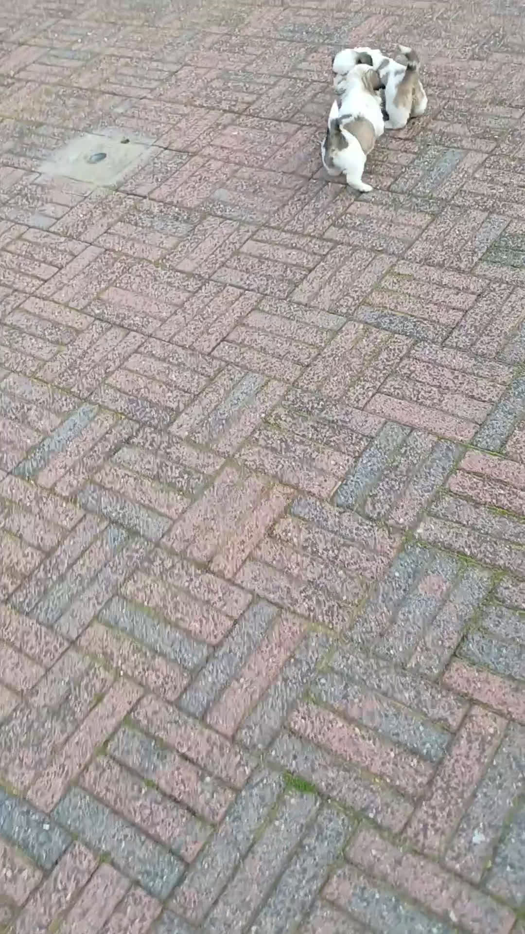 Shih Tzu honden te koop: leuke lieve ras zuiver shih tzu pups - Video 1