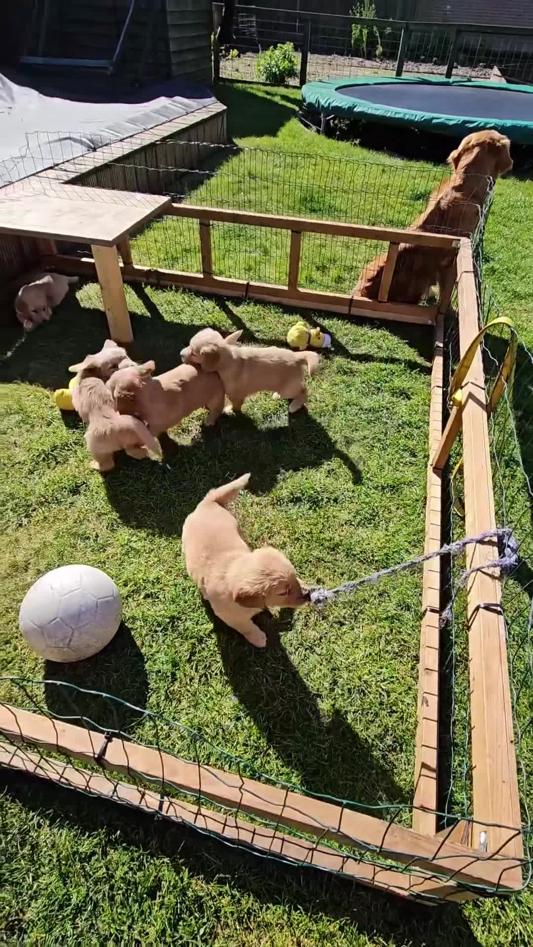 Golden Retriever honden te koop: Goudkleurige Golden Retriever puppy's  - Video 1