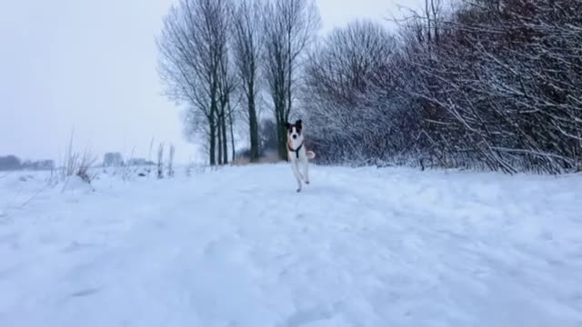 Kruising honden ter adoptie: Nieuw thuis gezocht voor onze lieve rustige pup. - Video 1