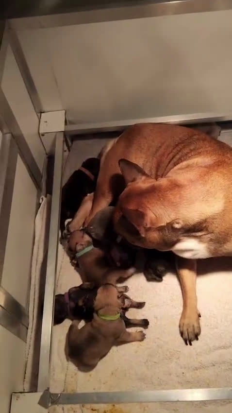 Franse Bulldog honden te koop: Fr bulldog puppy's uit geteste ouders - Video 2