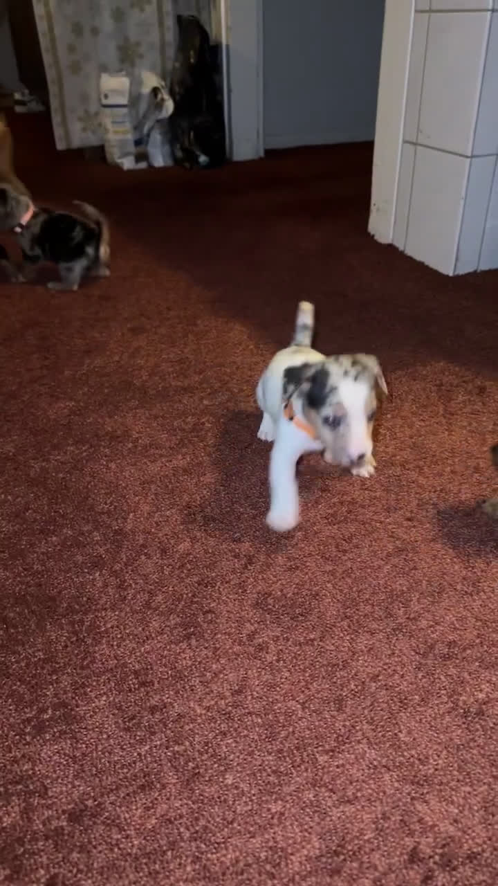 Jack Russel Terriër honden te koop: Jack russel pups - Video 2