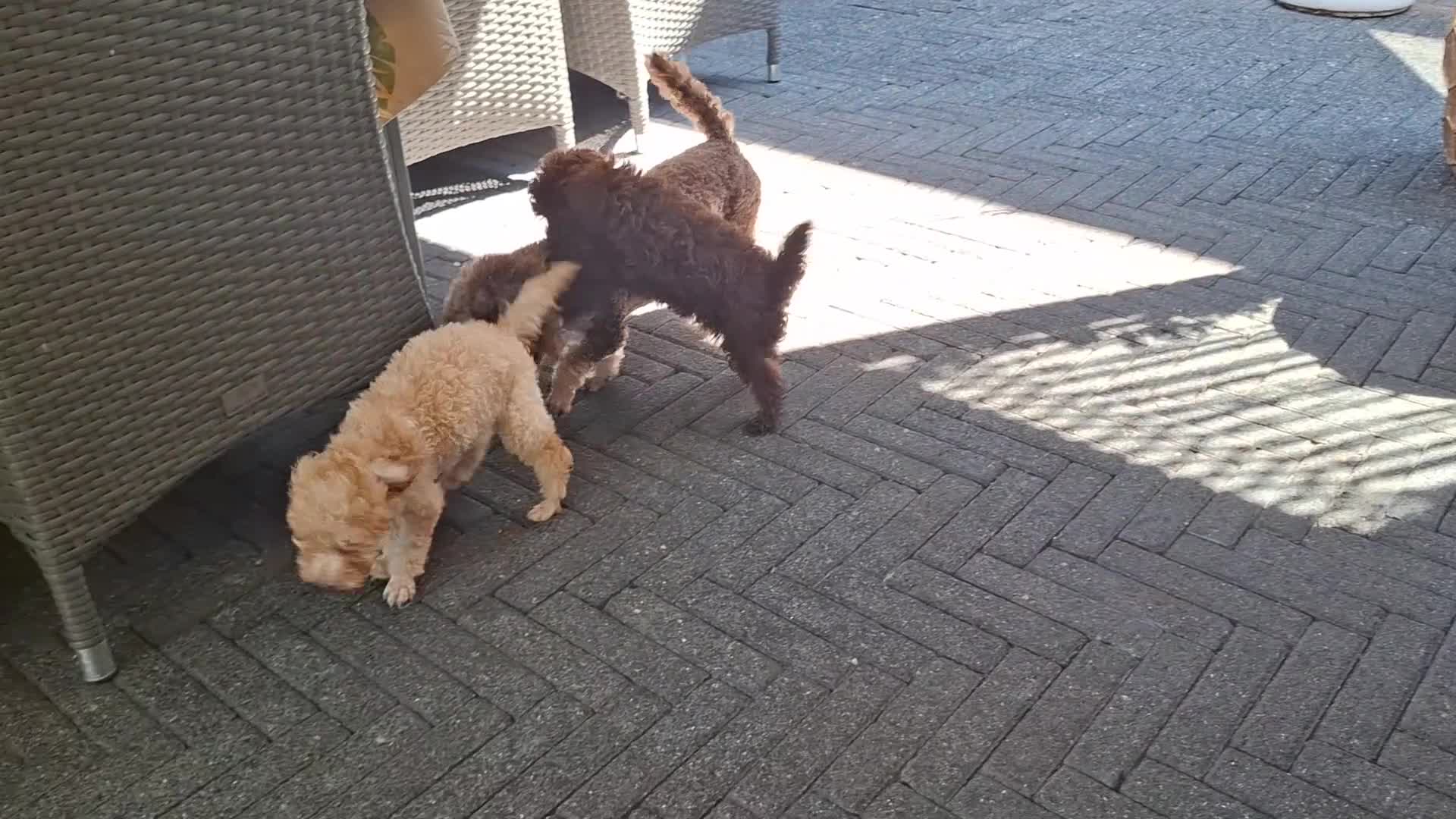 Poedel Toy honden te koop: Toy poedel  - Video 4