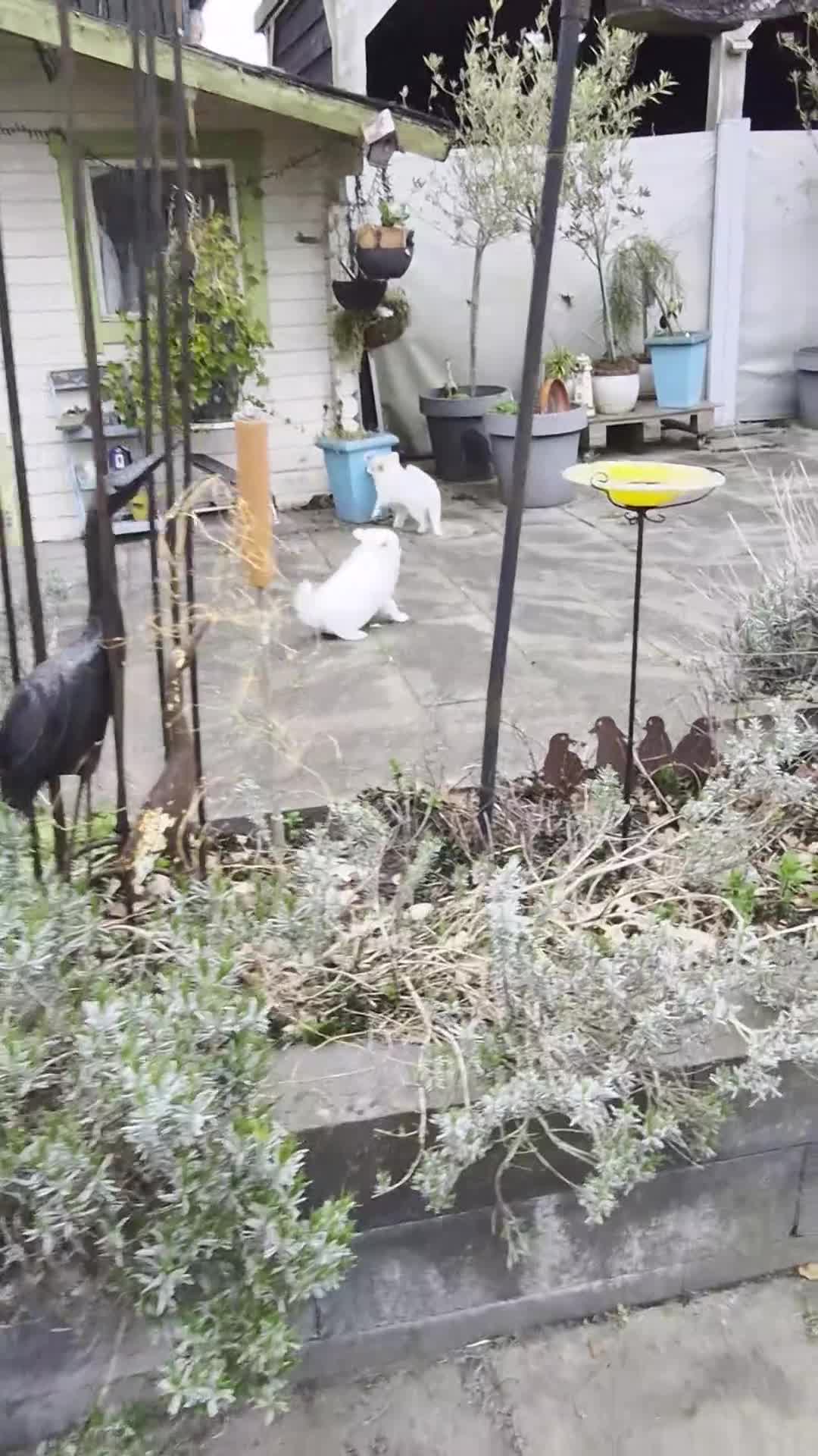 Keeshond honden te koop: Kleine keeshond in Meteren - Video 3