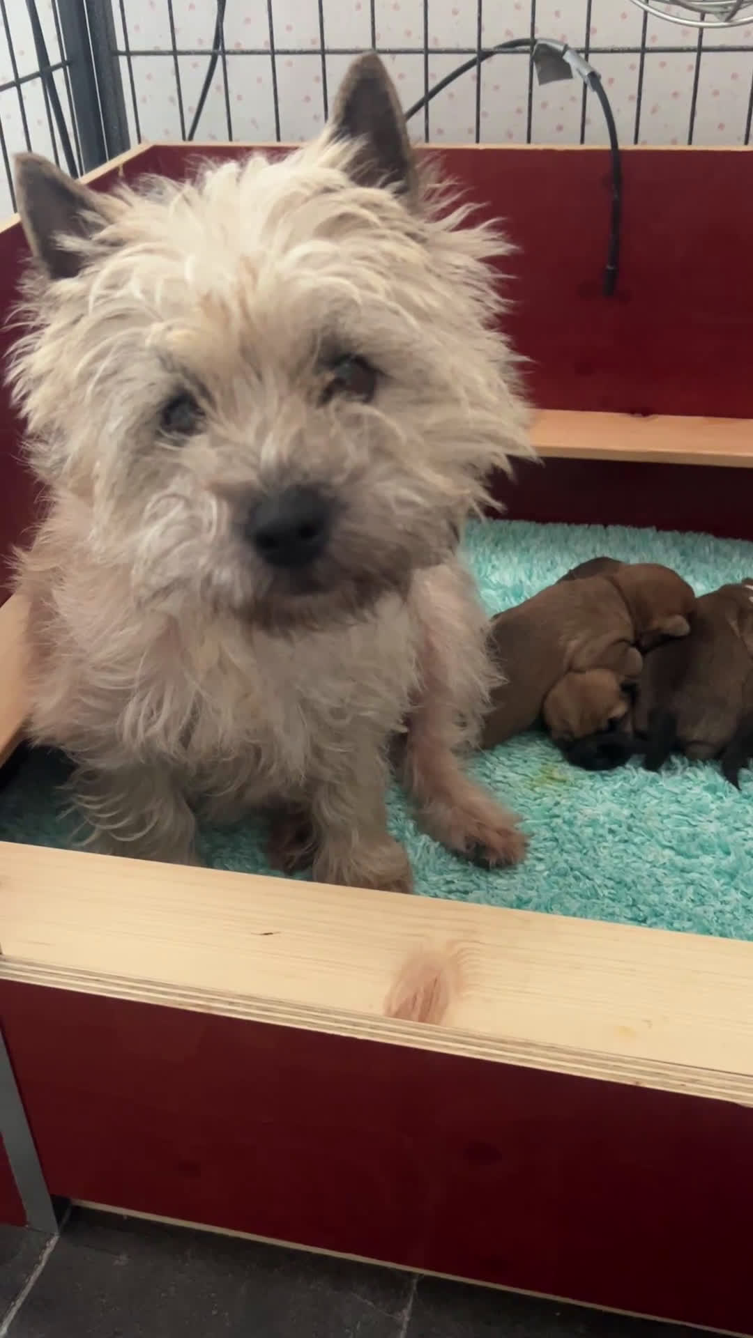 Cairn Terriër honden te koop: Cairn Terriër puppy reutjes, lichtrood/blond - Video 1