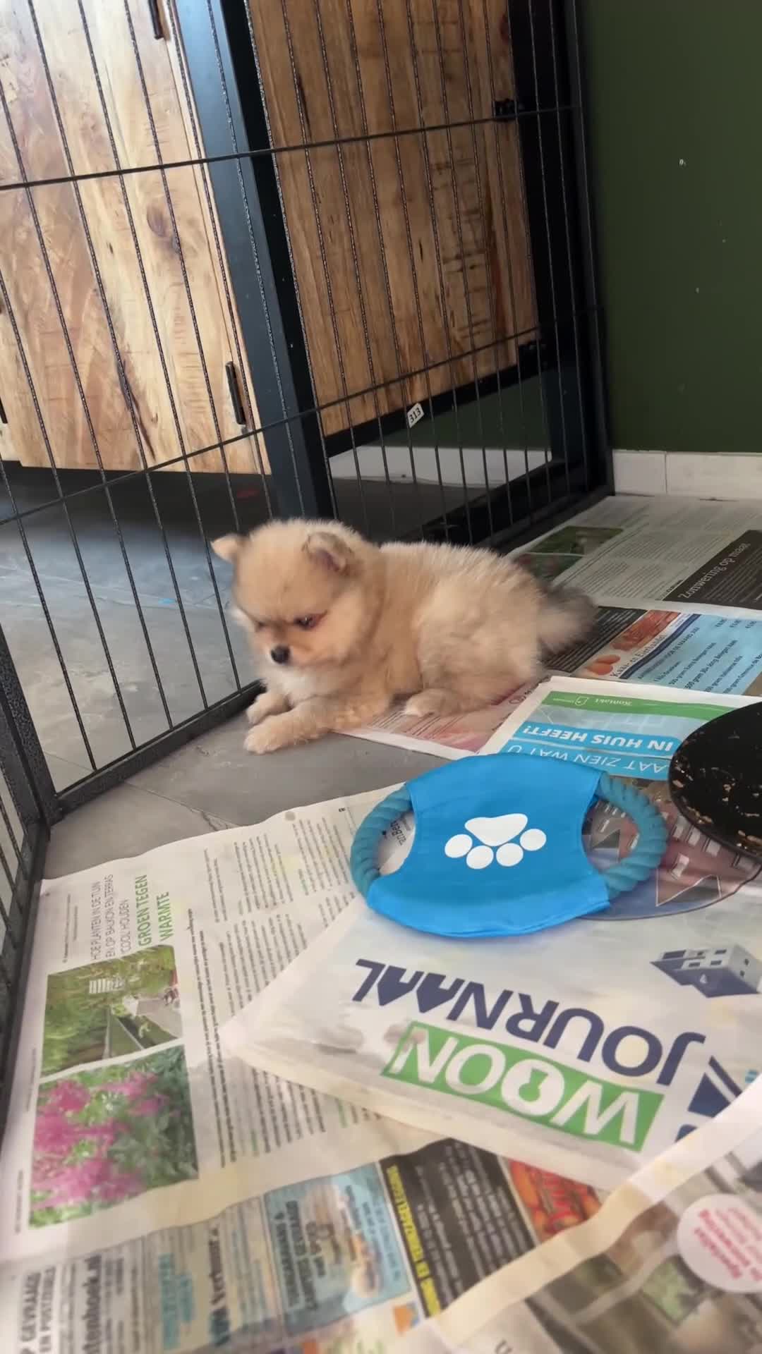 Pomeriaan honden te koop: Te koop  bear face pomeriaan pups - Video 1