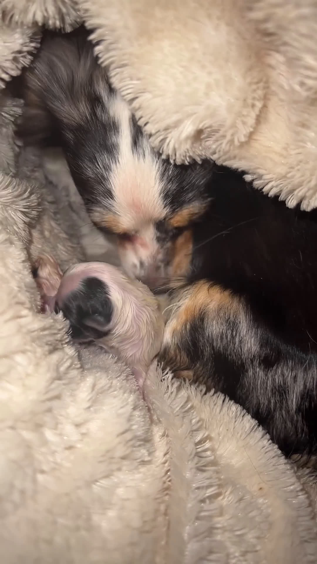 Chihuahua honden te koop: Mooie en lieve langhaar chihuahua. - Video 3