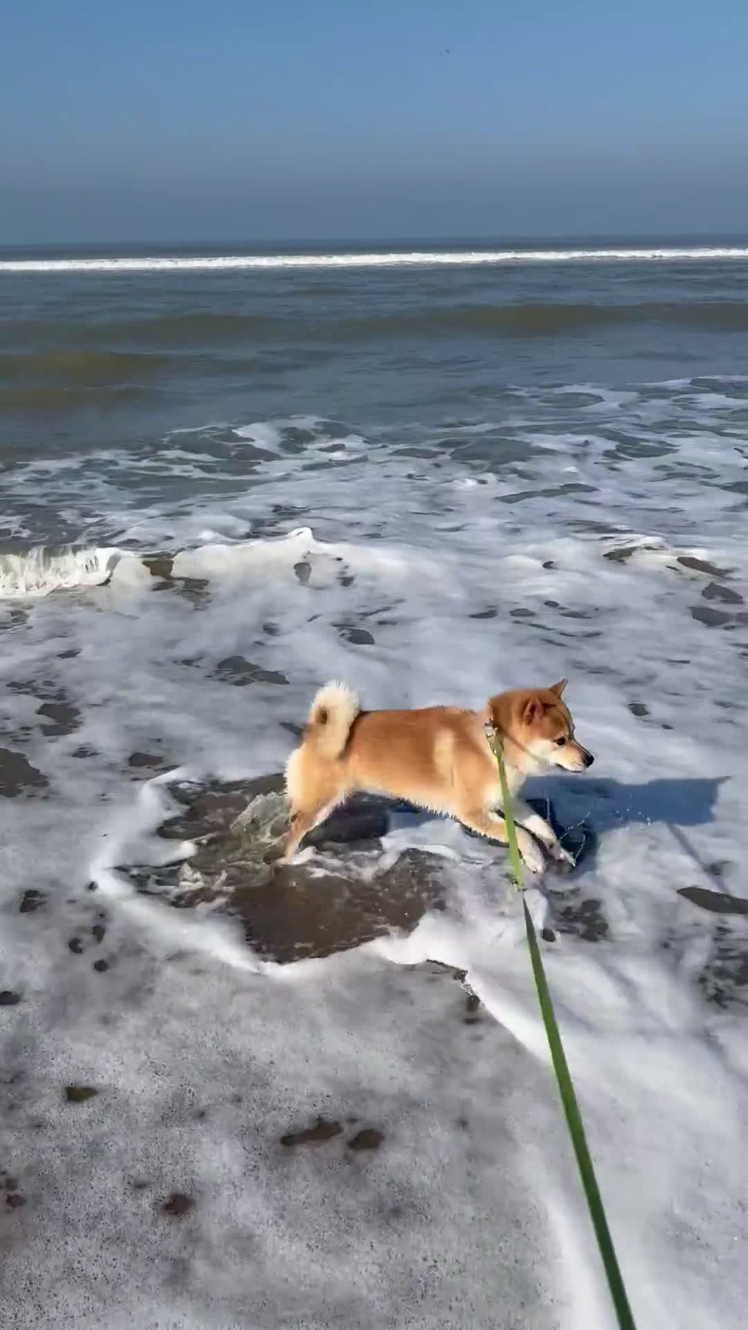 Shiba honden ter dekking: Dek reu Shiba Inu - Video 1