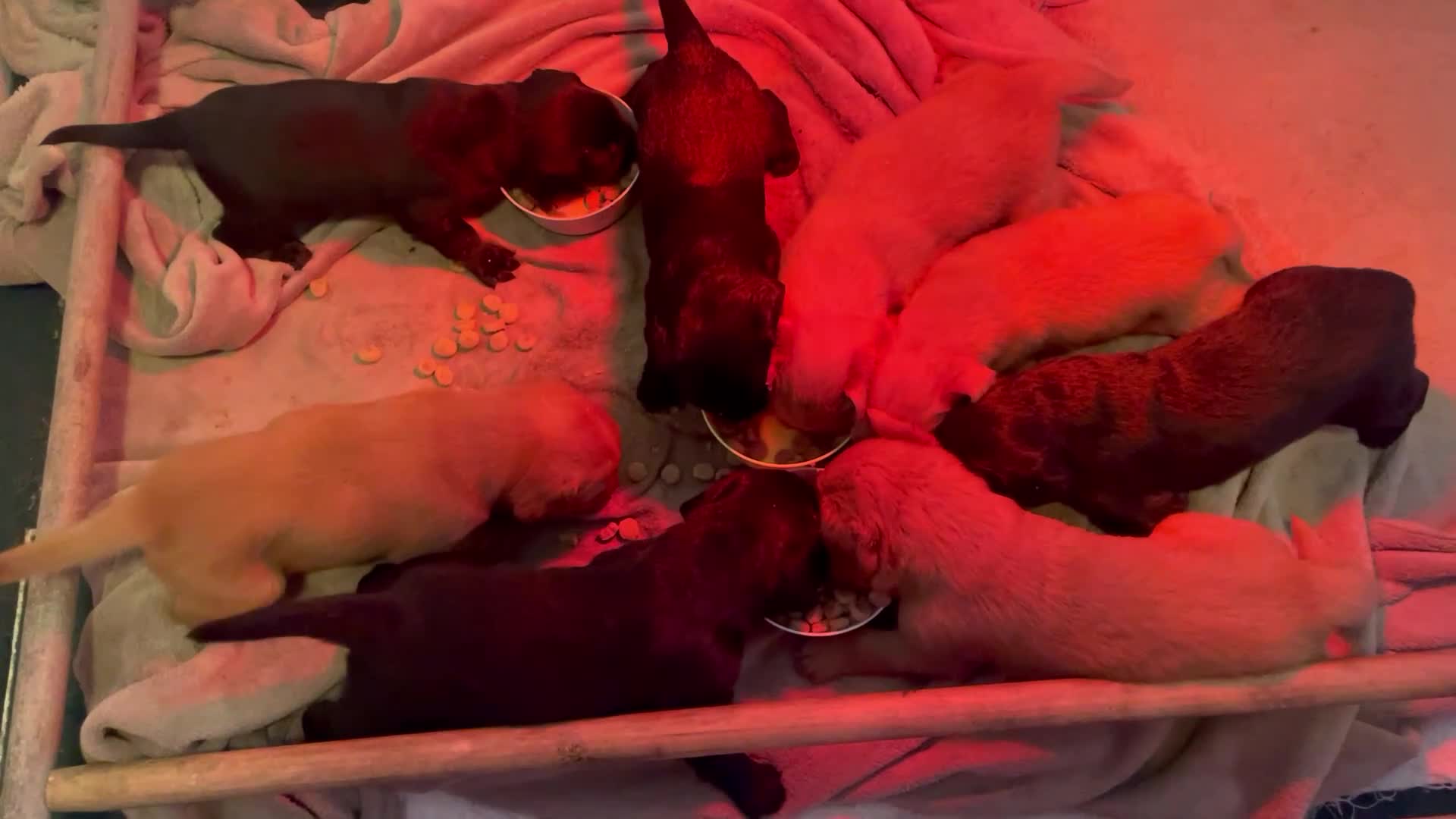 Kruising honden te koop: Kruising Labrador met Golden retriever in Heesch - Video 1