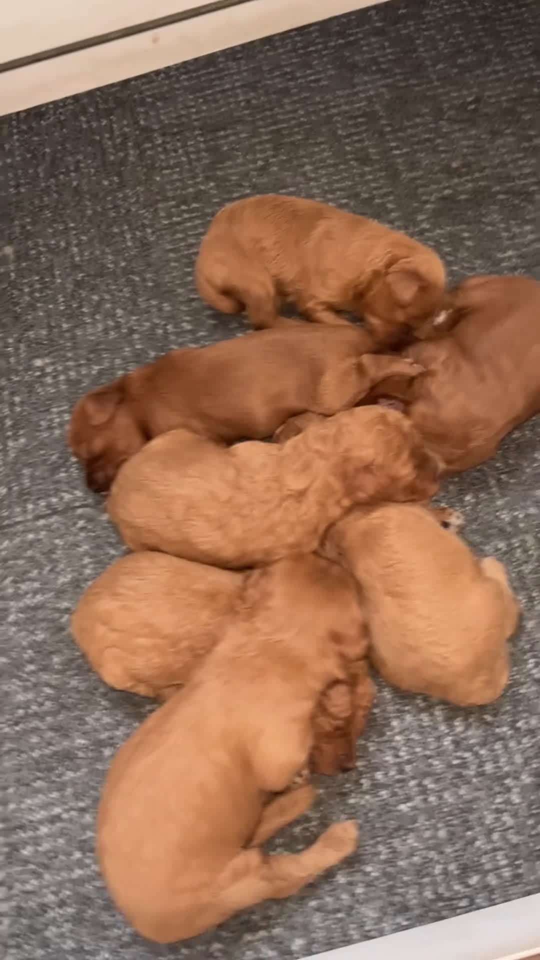 Kruising honden te koop: Mini labradoodle  - Video 3