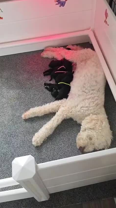Kruising honden te koop: ✨ Golden doodle Bailey is moeder mooie 8 pups  - Video 1