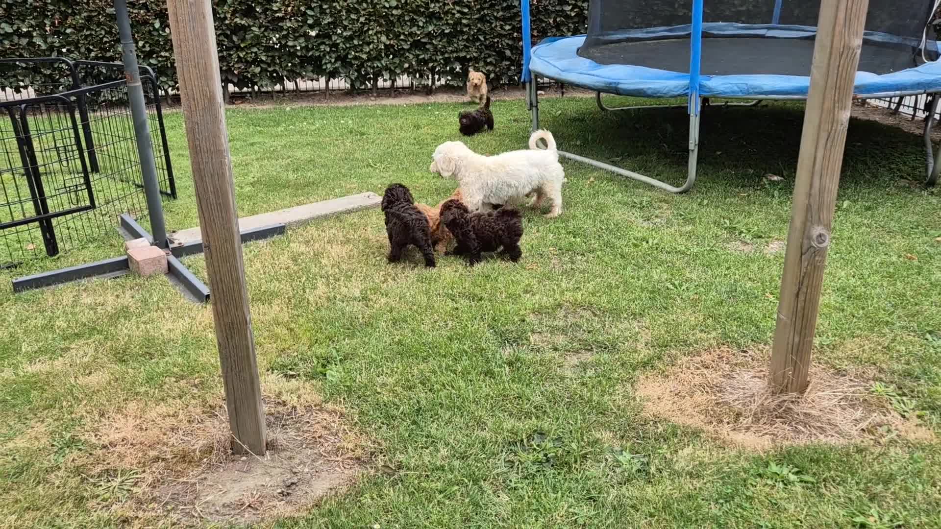 Maltipoo honden te koop: Prachtige Maltipoo pups beschikbaar  - Video 1
