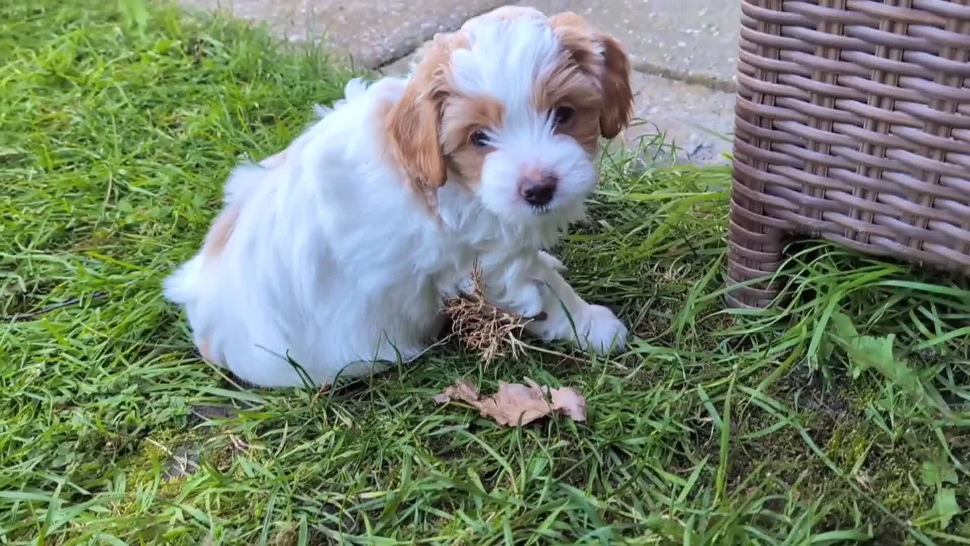 Shihpoo honden te koop: MaltiPoo (ShihTzu/Maltezer X ToyPoedel) - Video 4