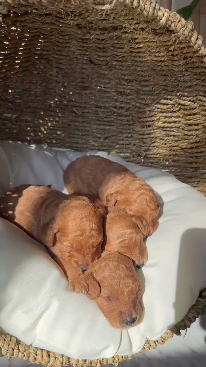 Labradoodle honden te koop: Mini labradoodle  - Video 3