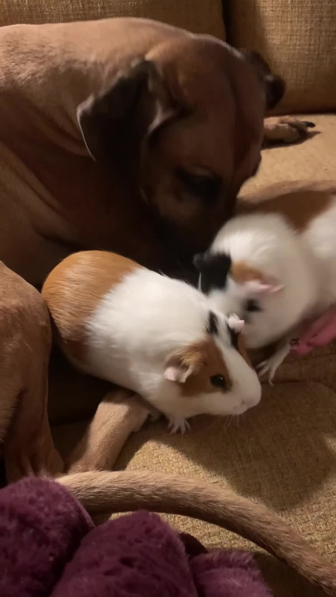 Rhodesian Ridgeback honden te koop: Rhodesian ridgeback pups - Video 2
