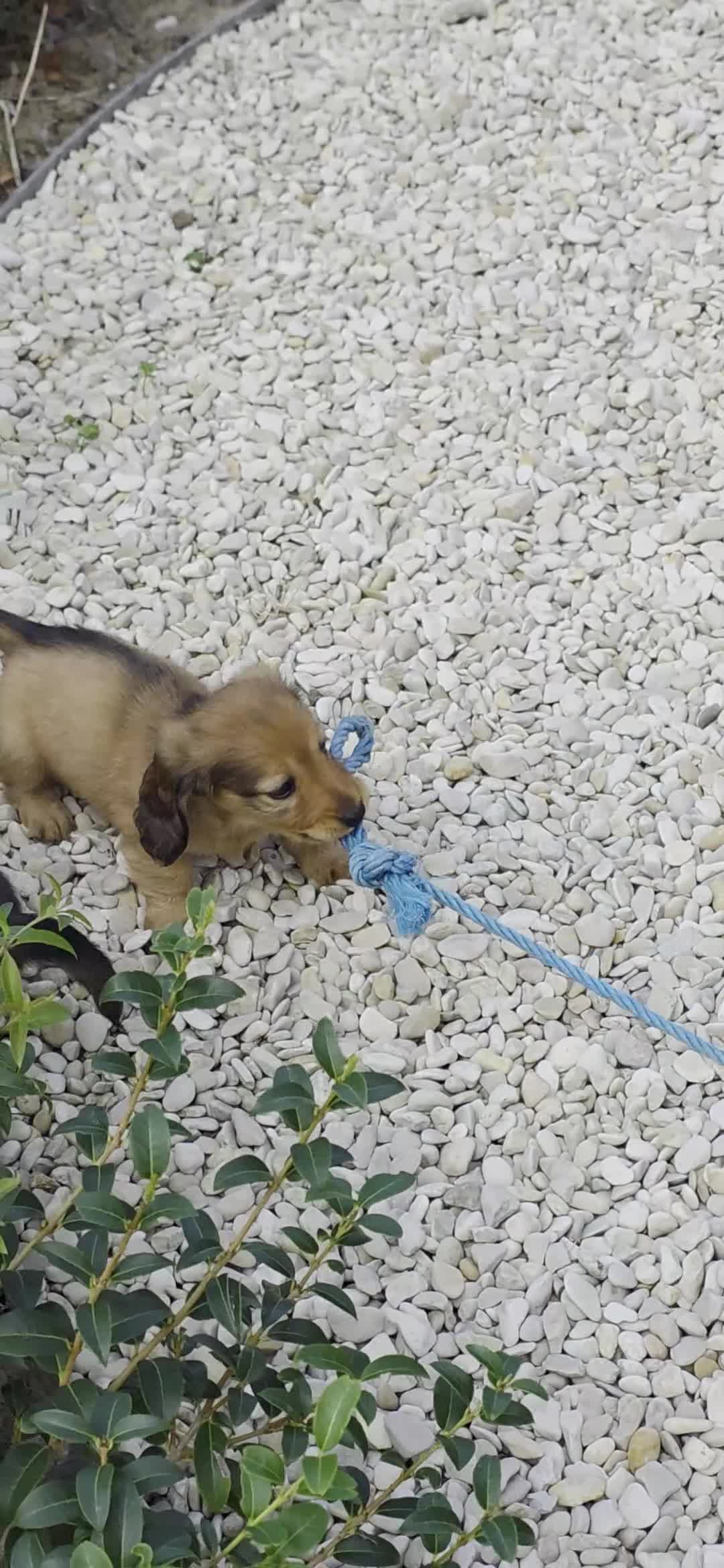 Teckel (langhaar) honden te koop: Prachtige Langharige Dwergteckelpups te koop - Video 1