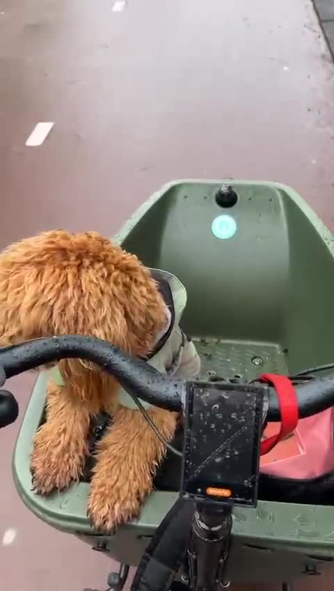 Kruising honden te koop: Prachtige Goldendoodle pups - Video 1