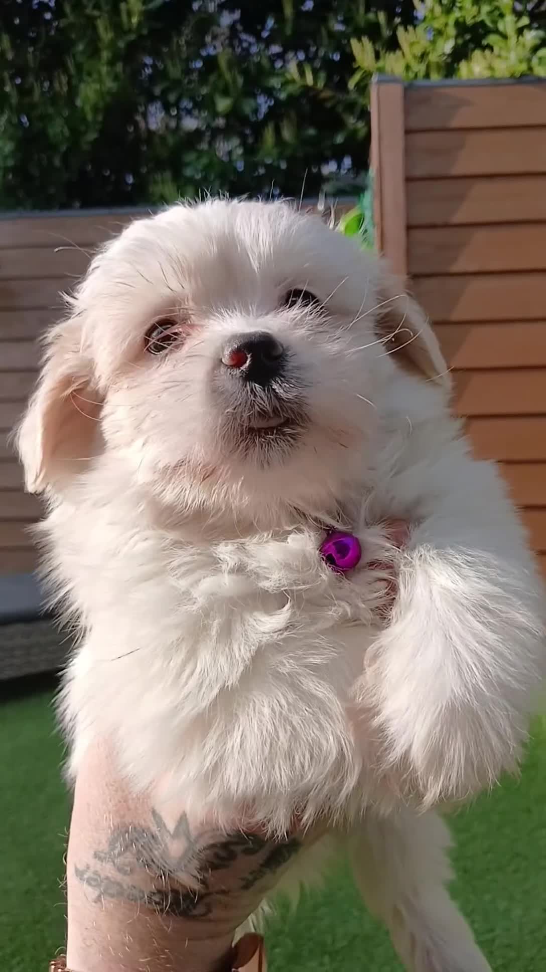 Boomer honden te koop: Nog 2 prachtige boomer reutjes beschikbaar    - Video 5
