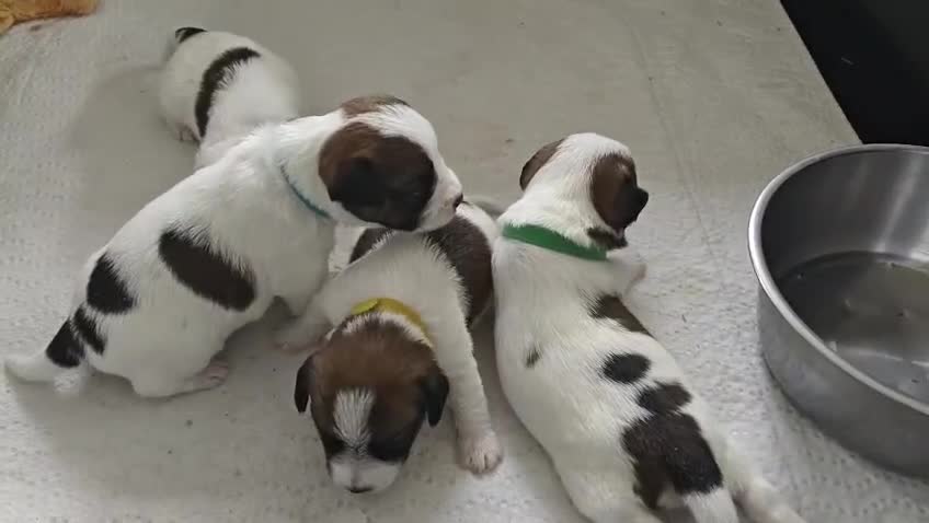 Jack Russel Terriër honden te koop: Ruwharige Jack Russell pups met stamboom - Video 1