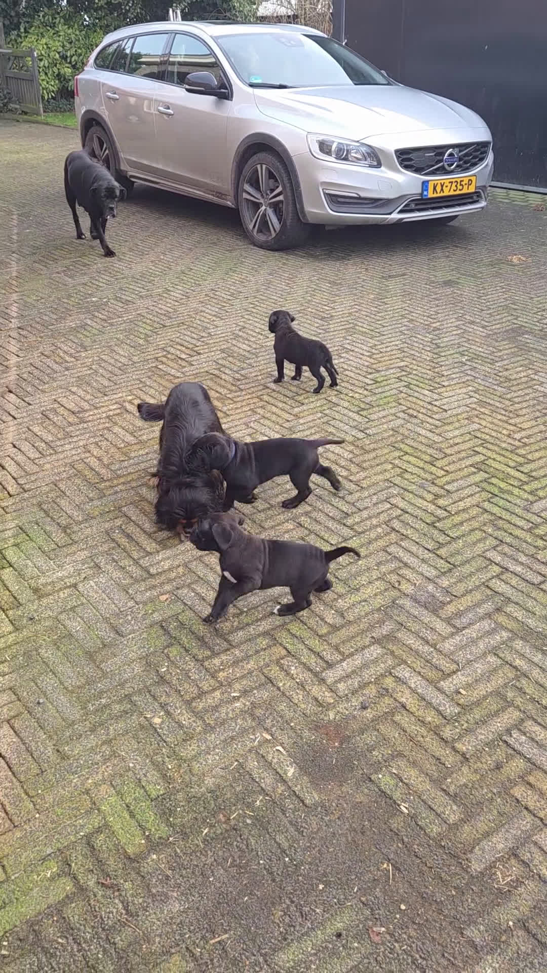 Cane Corso honden te koop: Prachtige CaneCorso's pups!  - Video 2