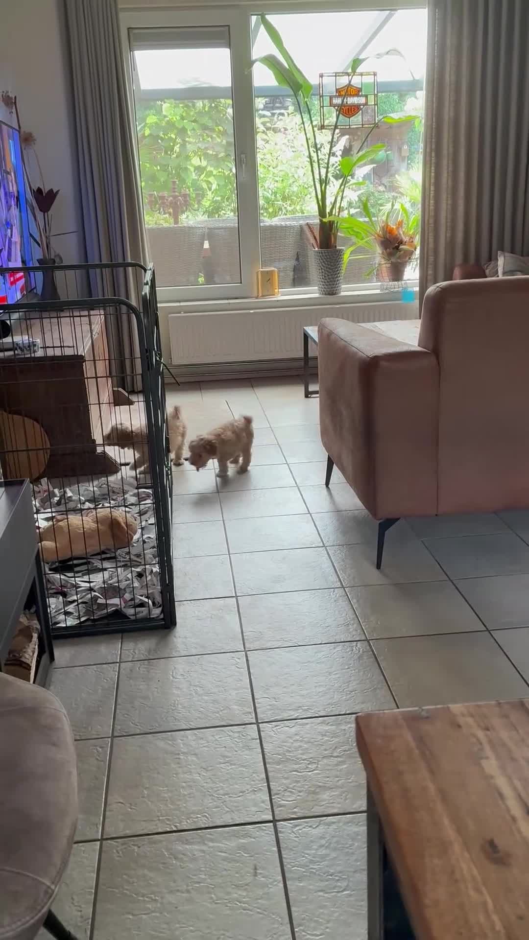 Kruising honden te koop: Maltipoo X Labradoodle Medium - Video 1