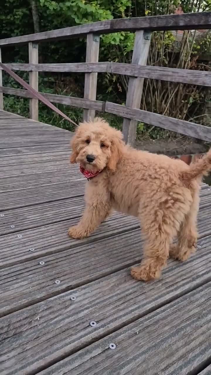 Labradoodle honden te koop: Labradoodle Pup Reu  in Maarssen - Video 1