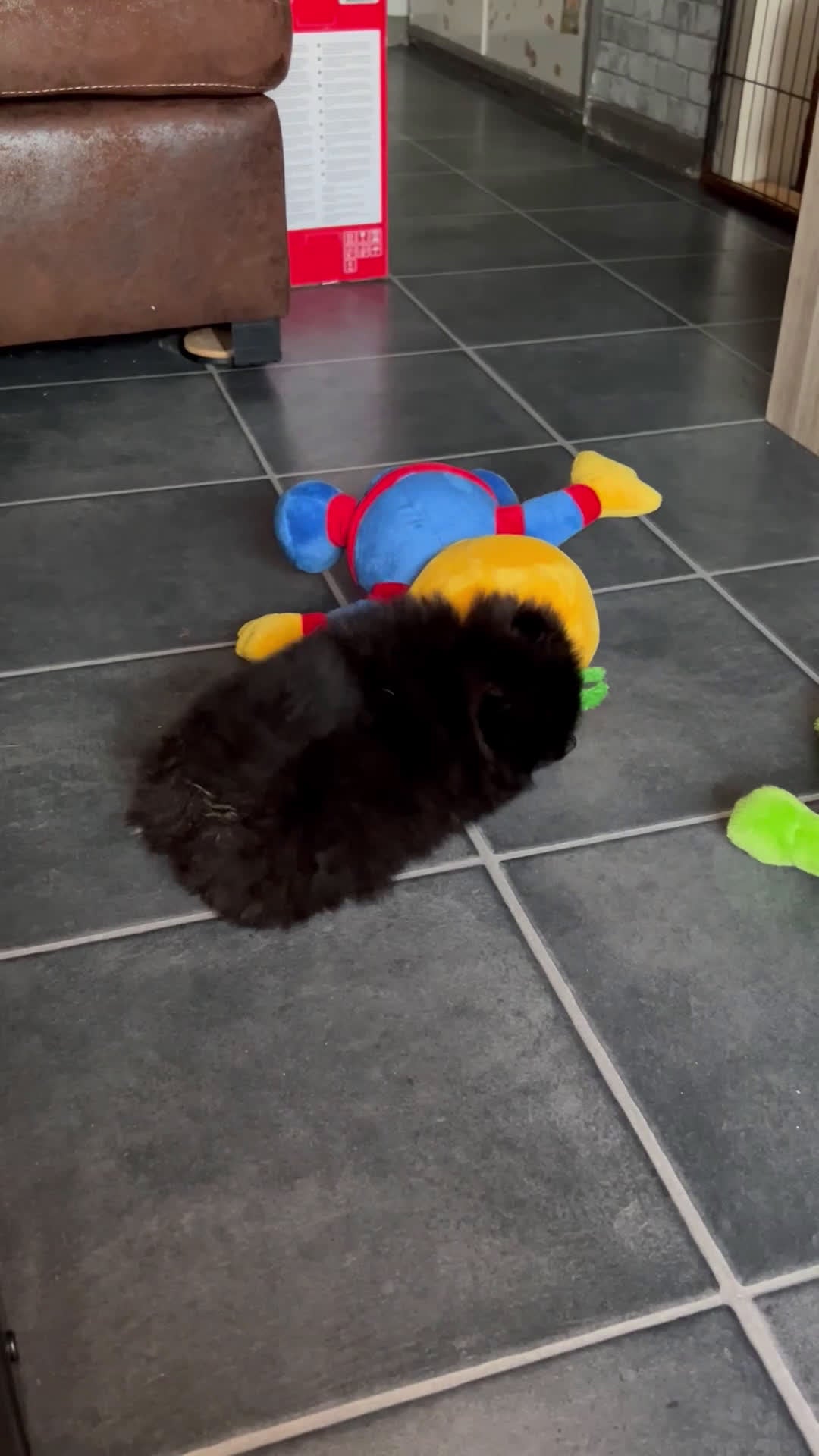 Pomeriaan honden te koop: 3 rui pomeriaan pups te koop - Video 2