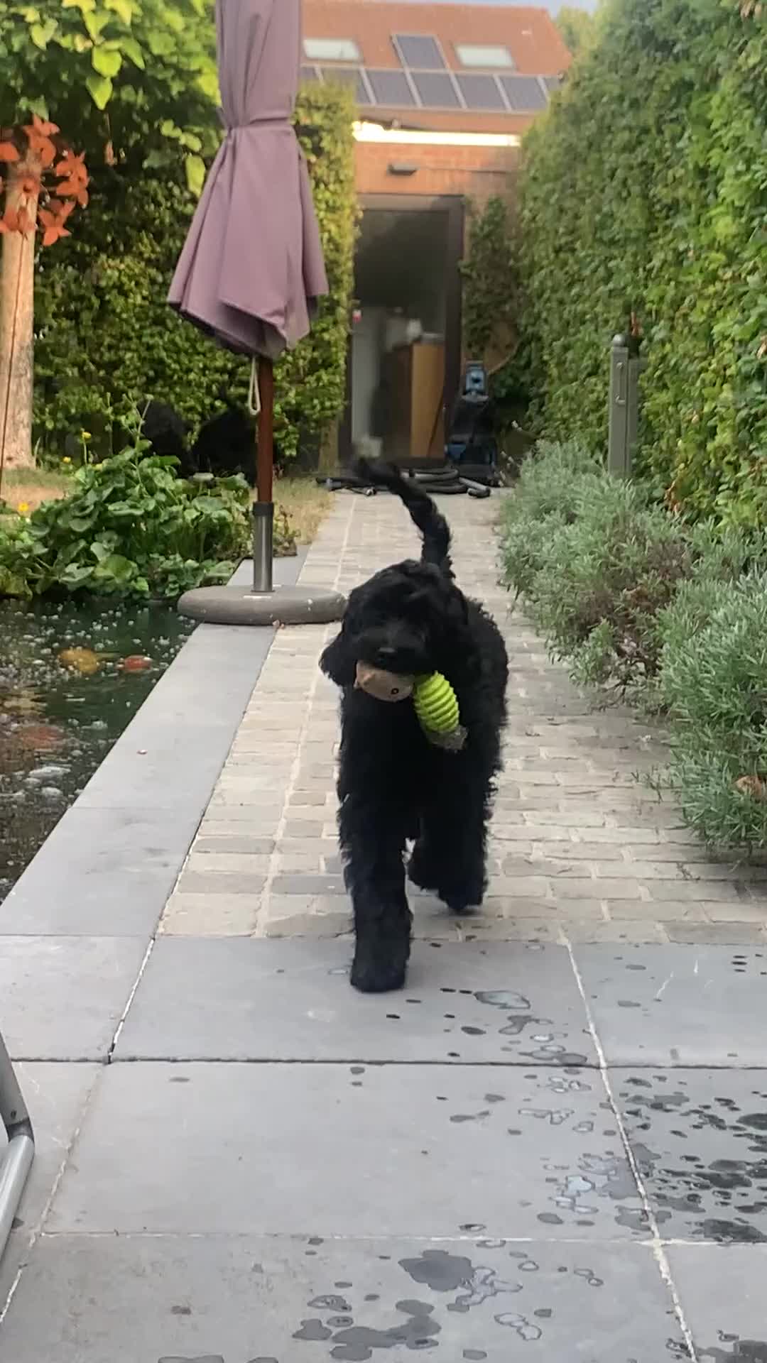 Kruising honden te koop: Goldendoodle - Video 1