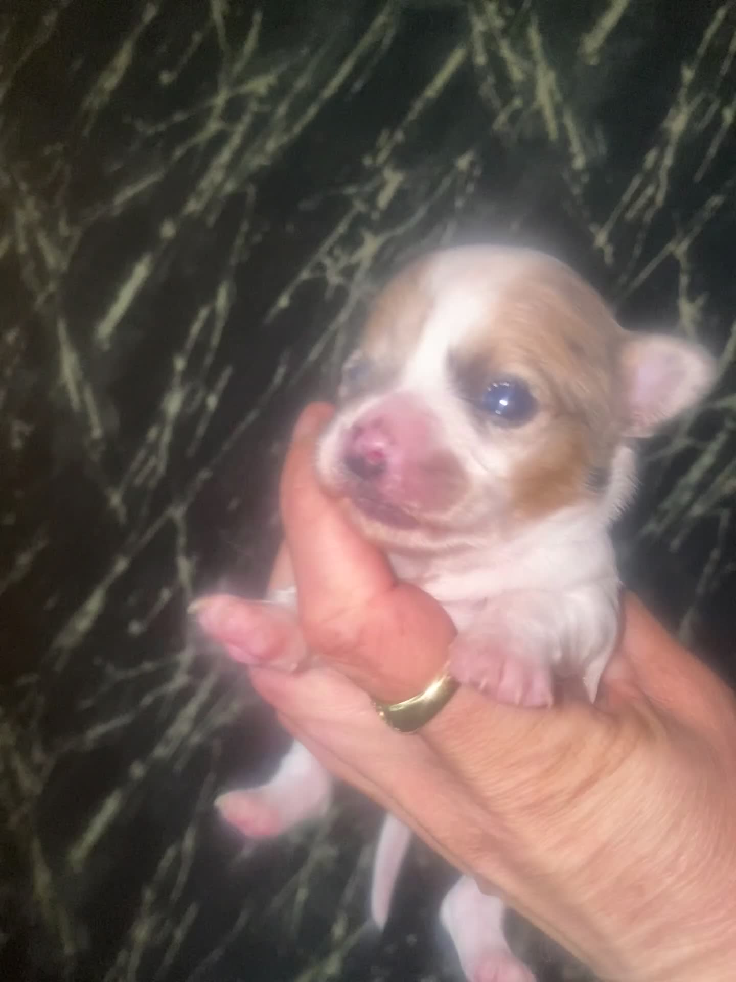 Chihuahua honden te koop: Mooie chihuahua pups te koop - Video 1