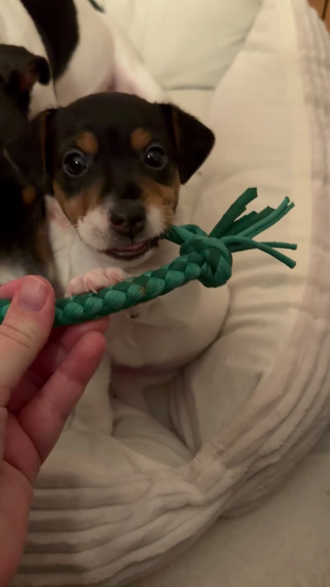 Jack Russel Terriër honden te koop: Prachtig Jack Russell reutje te koop - Video 1