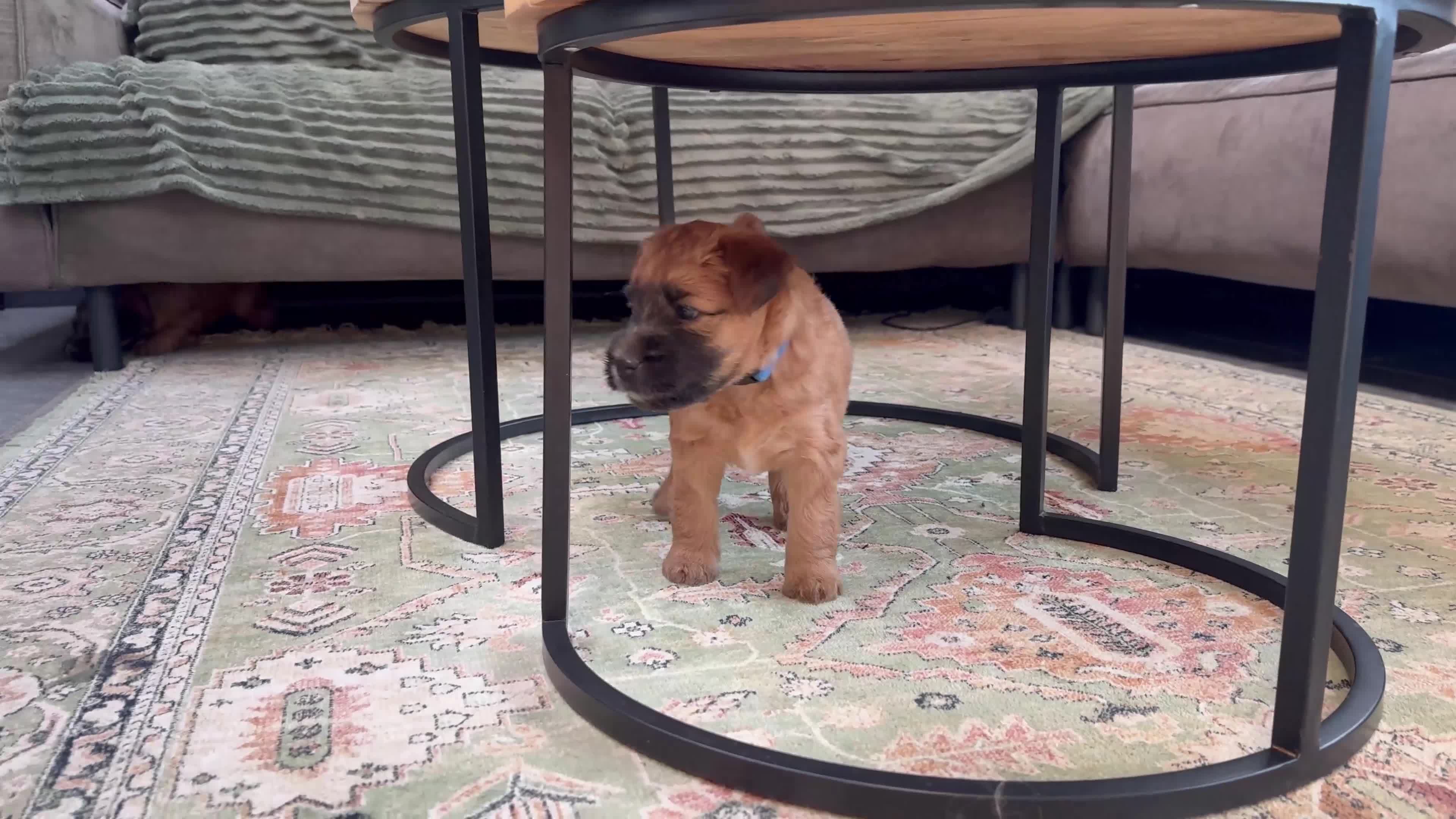 Softcoated Wheaten Terriër honden te koop: Prachtige Soft Coated Wheaten Terrier pups - Video 1