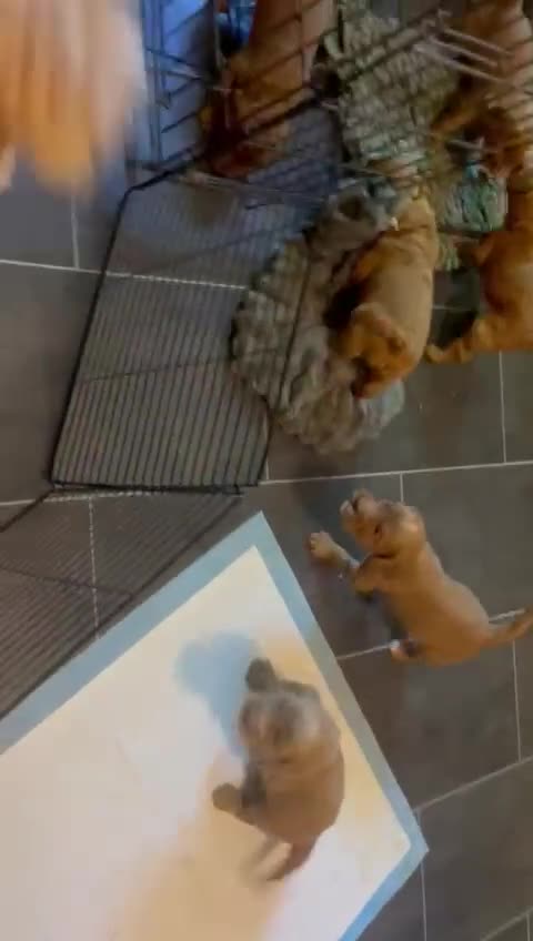 Labradoodle honden te koop: Kleine medium exclusieve blue eyes (F4 teefjes) - Video 1