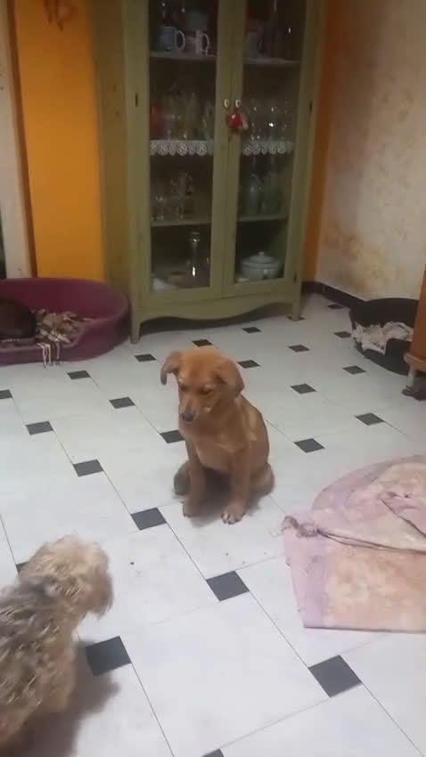 Kruising honden te koop: Ferdy zoekt gouden.mandje - Video 1