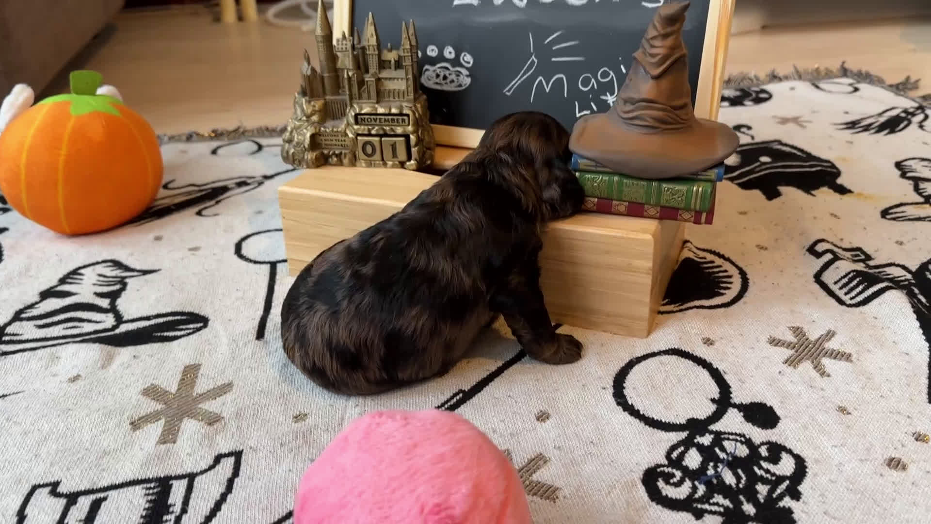 Cockapoo honden te koop: Health-Checked Mini Cockapoo Litter - Video 1