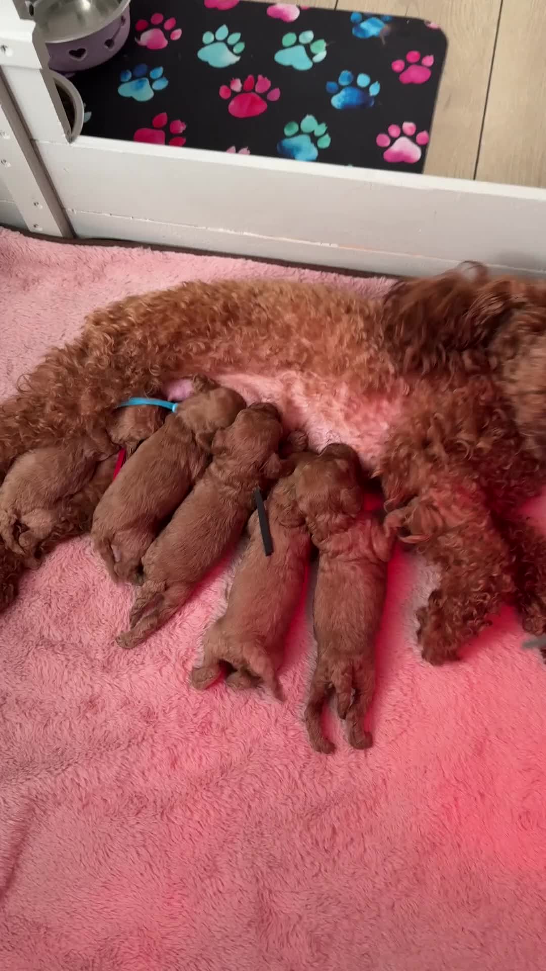 Poedel Toy honden te koop: Poedel toy pups 🐩 1 teef   beschikbaar !!! - Video 2