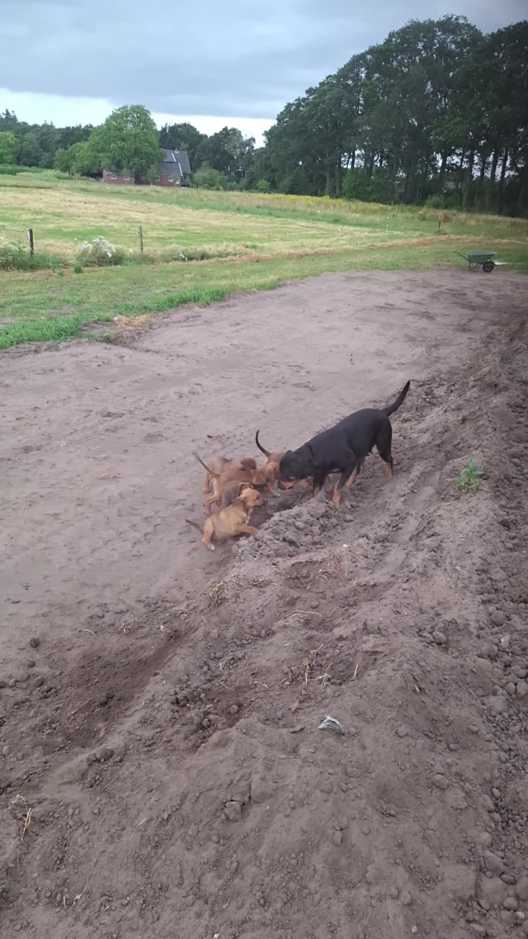 Kruising honden te koop: Ontzettend sociale lieve pups te koop - Video 4