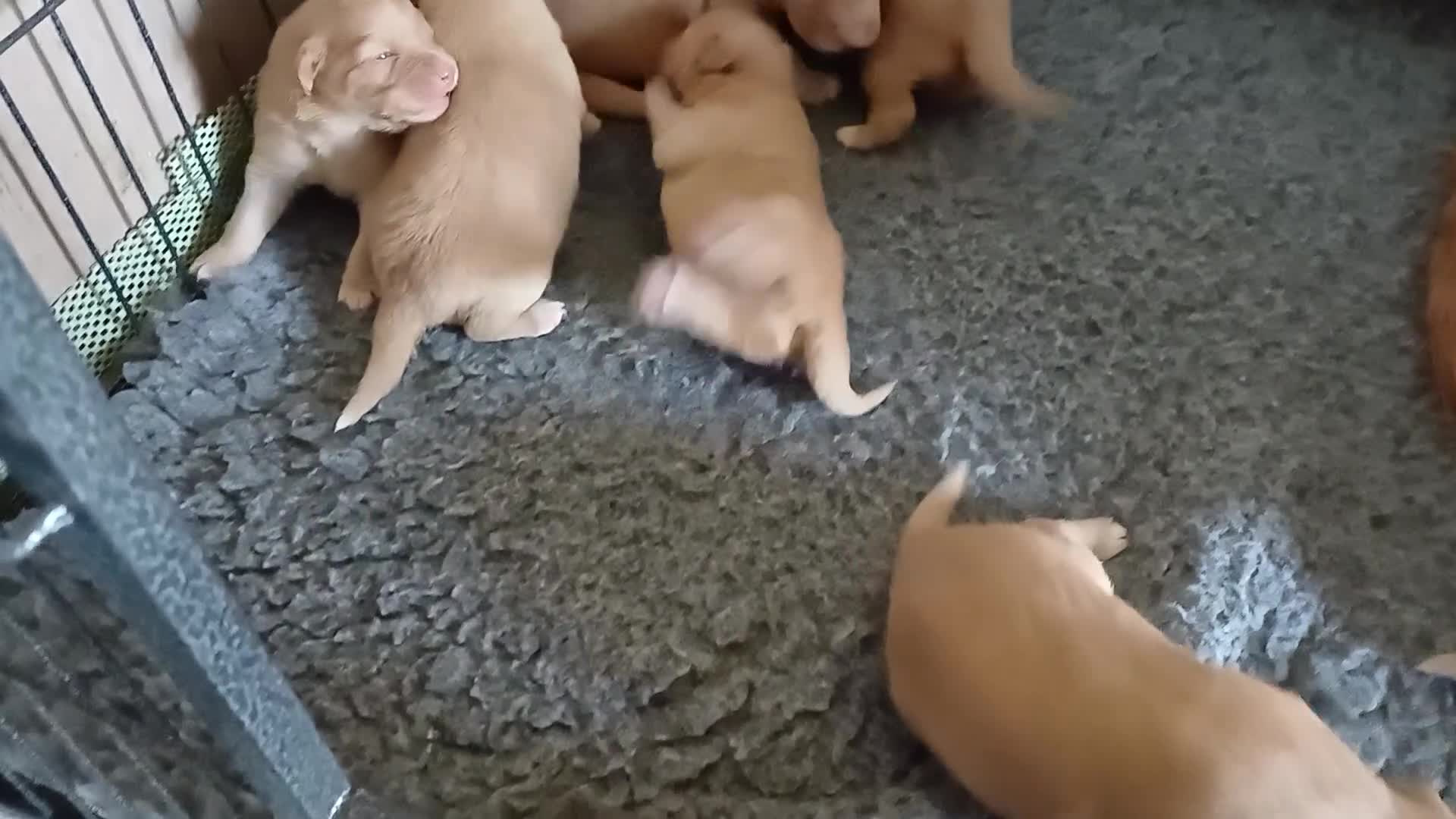 Nova Scotia Duck Tolling Retriever honden te koop: Nova scotia duck tolling retriever pups - Video 1