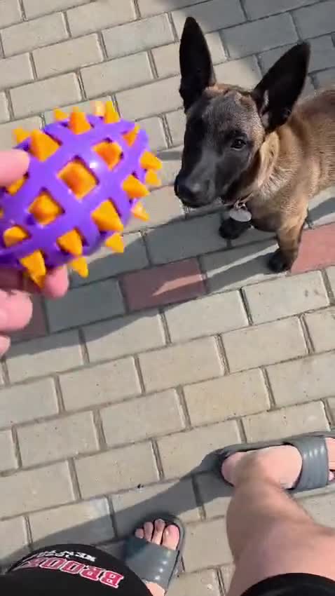 Mechelse Herder honden te koop: Kira – Belgian Shepherd (MALINOIS) - Video 3