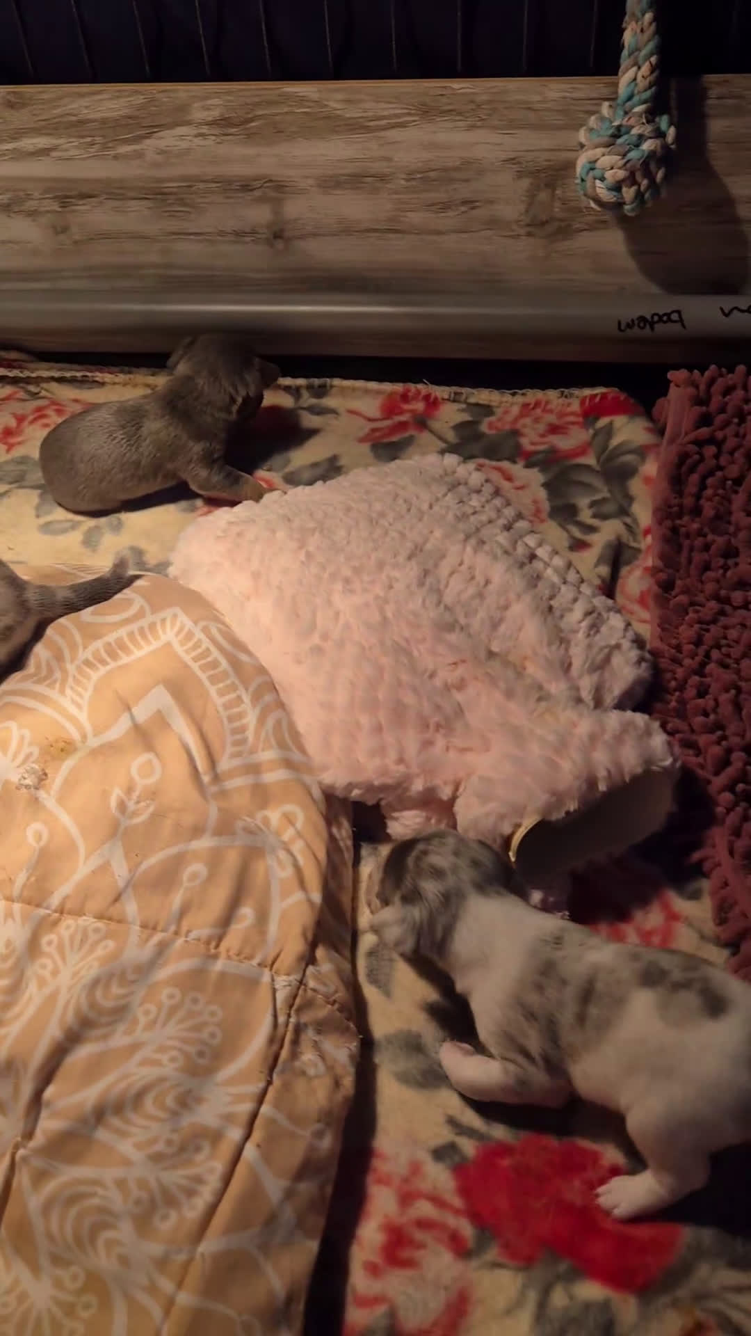 Jack Russel Terriër honden te koop: Super mooie jackrussel pups mogen met kerst mee  - Video 2