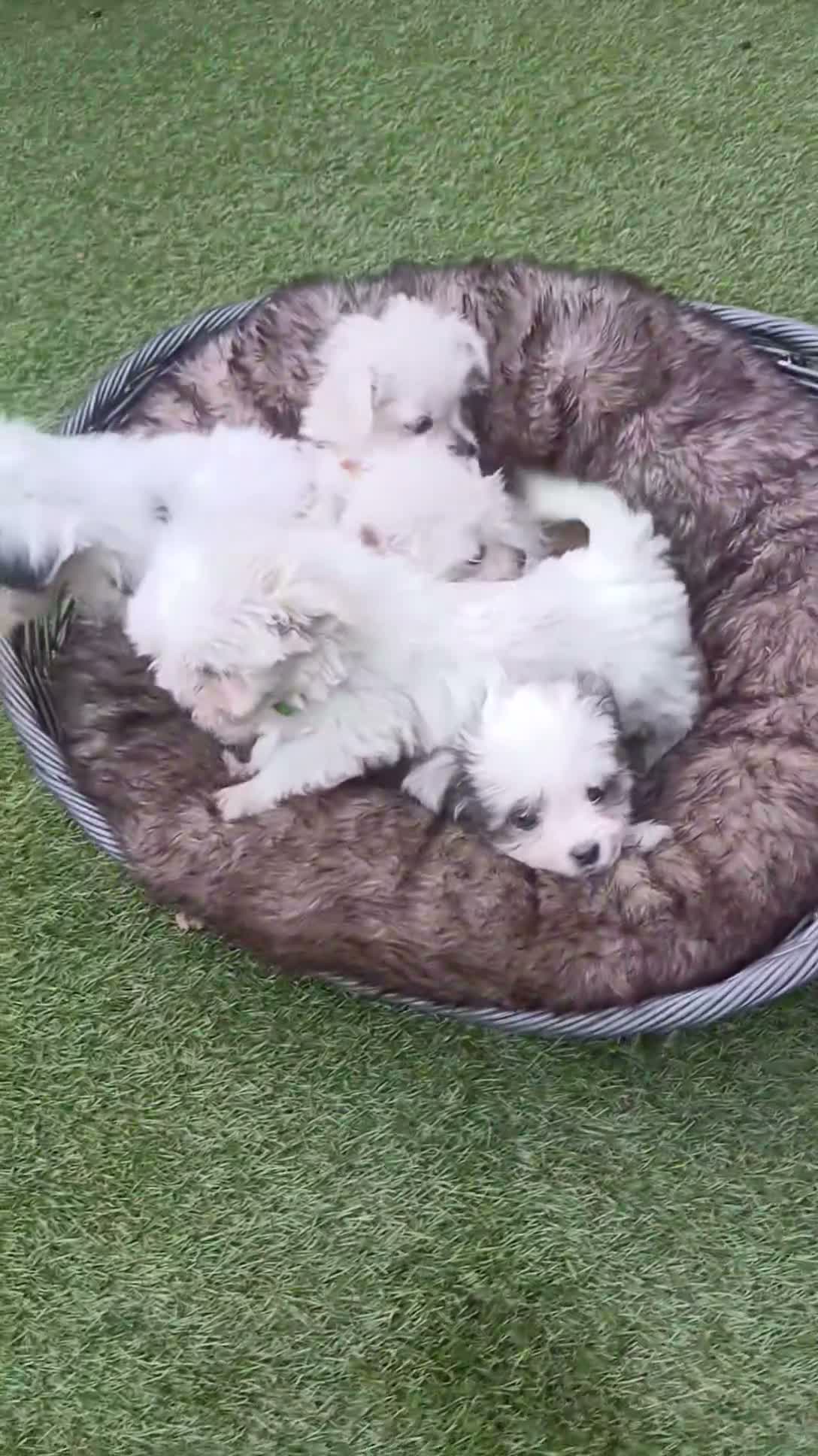 Boomer honden te koop: Prachtige boomer pups uit 1 malig gelegenheid nest - Video 1