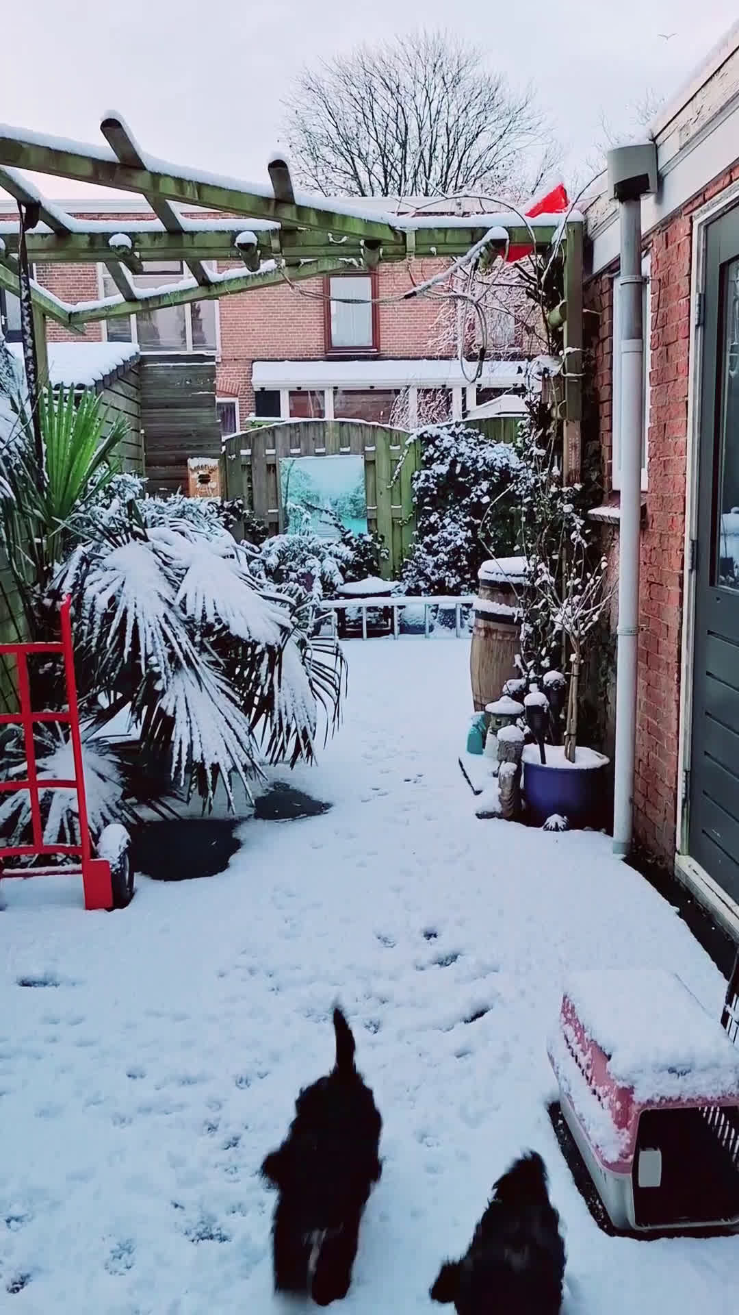 Maltipoo honden te koop: Moos & Pepper - Video 2